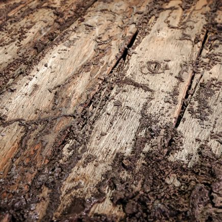 Identificare e Prevenire i Danneggiamenti dei Tarli del Legno